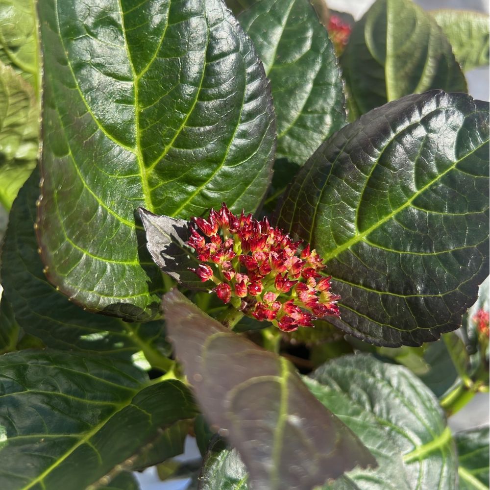 Hydrangea Macrophylla 'Royalty Beauty of Boskoop' 3.5Ltr Pot