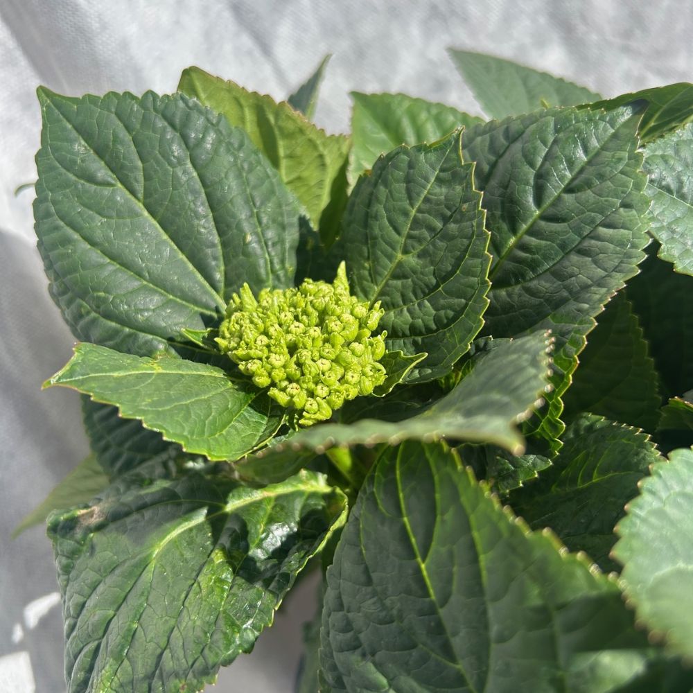 hydrangea macrophylla 'Royalty Fabolo Blue' 3.5Ltr Pot