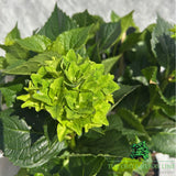 hydrangea macrophylla 'Royalty Lady Mata Hari Blue' 3.5Ltr Pot