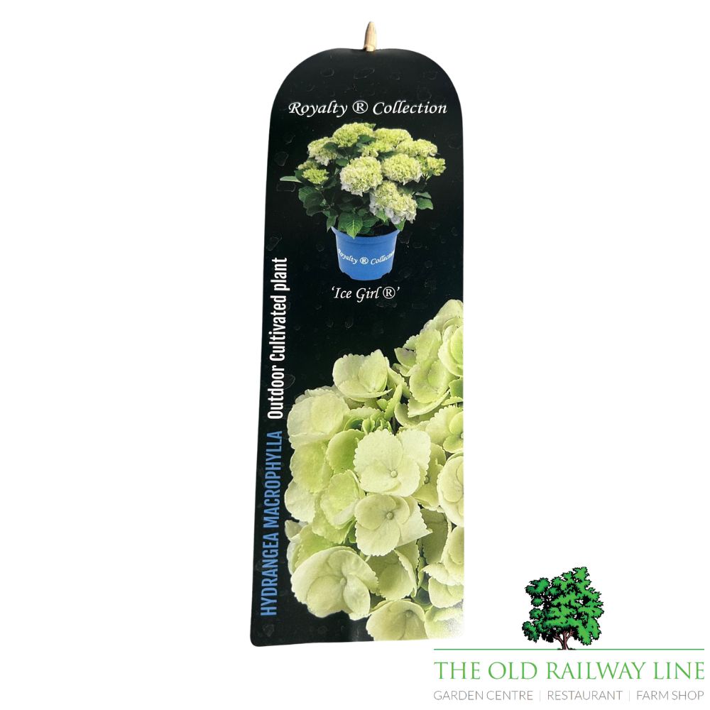 hydrangea macrophylla 'Royalty Ice Girl' 3.5Ltr Pot
