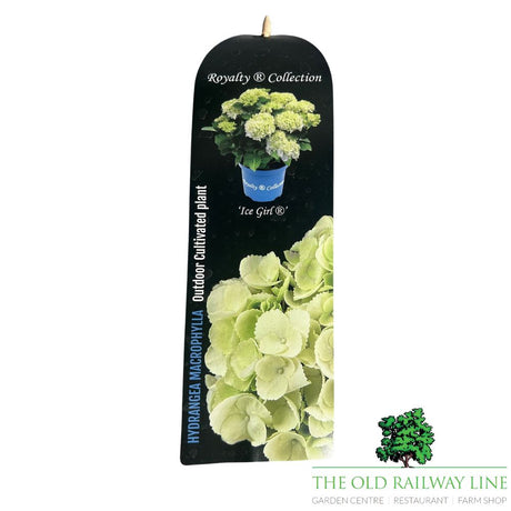 hydrangea macrophylla 'Royalty Ice Girl' 3.5Ltr Pot
