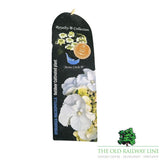 hydrangea macrophylla 'Royalty Artic Circle' Plant - 3.5Ltr
