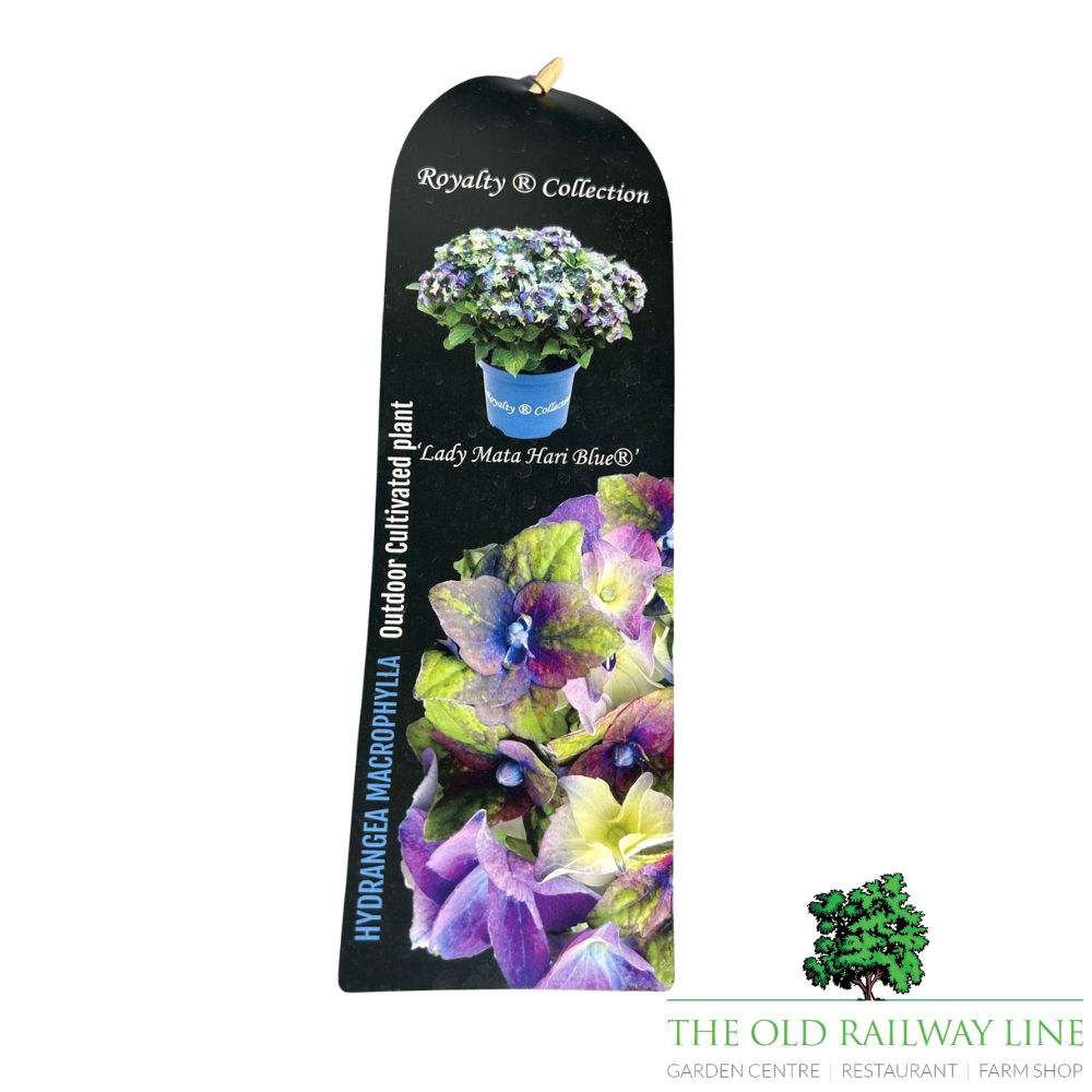 hydrangea macrophylla 'Royalty Lady Mata Hari Blue' 3.5Ltr Pot