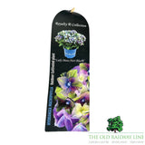 hydrangea macrophylla 'Royalty Lady Mata Hari Blue' 3.5Ltr Pot