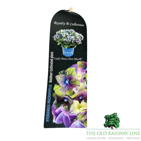hydrangea macrophylla 'Royalty Lady Mata Hari Blue' 3.5Ltr Pot