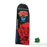 Hydrangea Macrophylla 'Royalty Five Wings' 3.5Ltr Pot