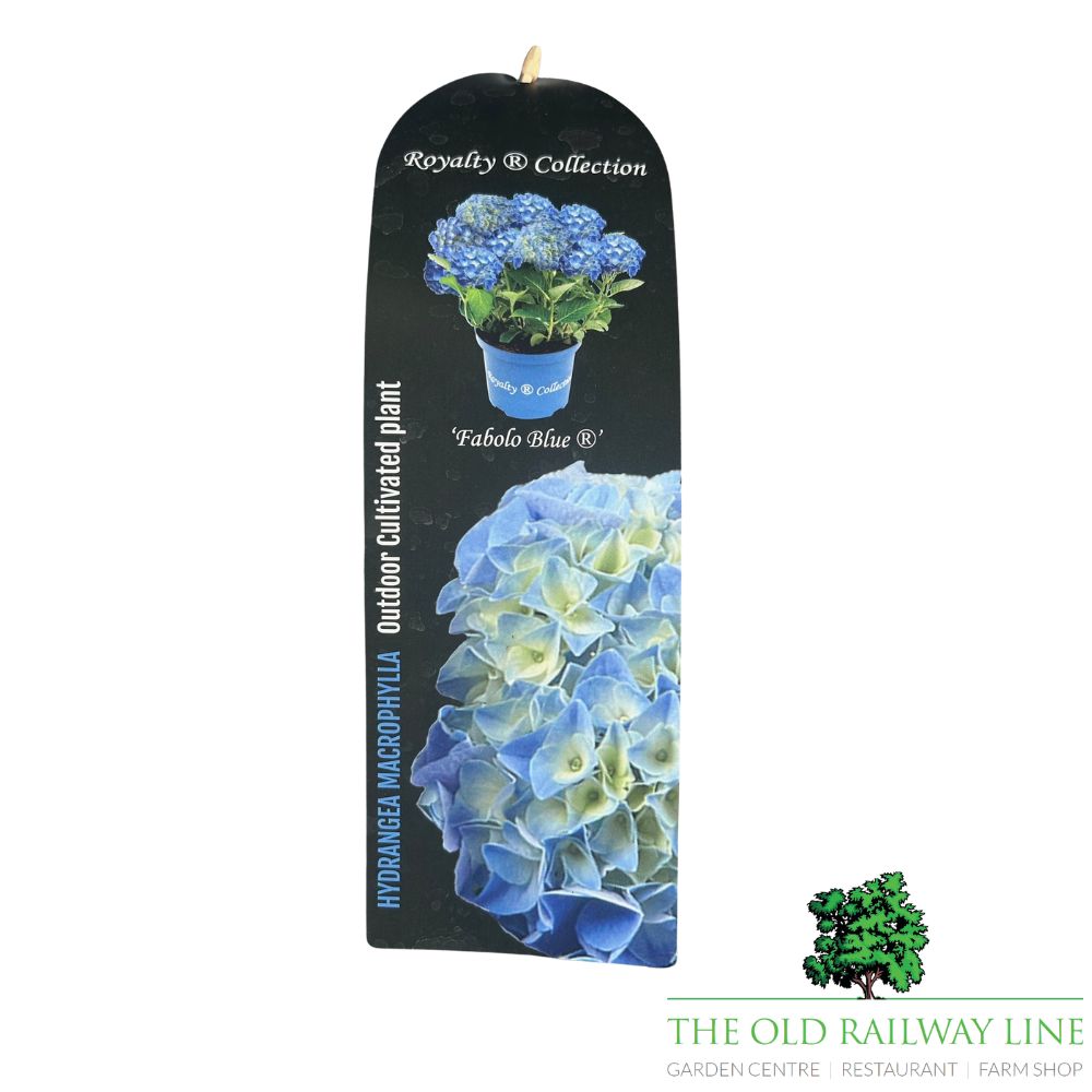 hydrangea macrophylla 'Royalty Fabolo Blue' 3.5Ltr Pot
