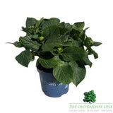 hydrangea macrophylla 'Royalty Fabolo Blue' 3.5Ltr Pot