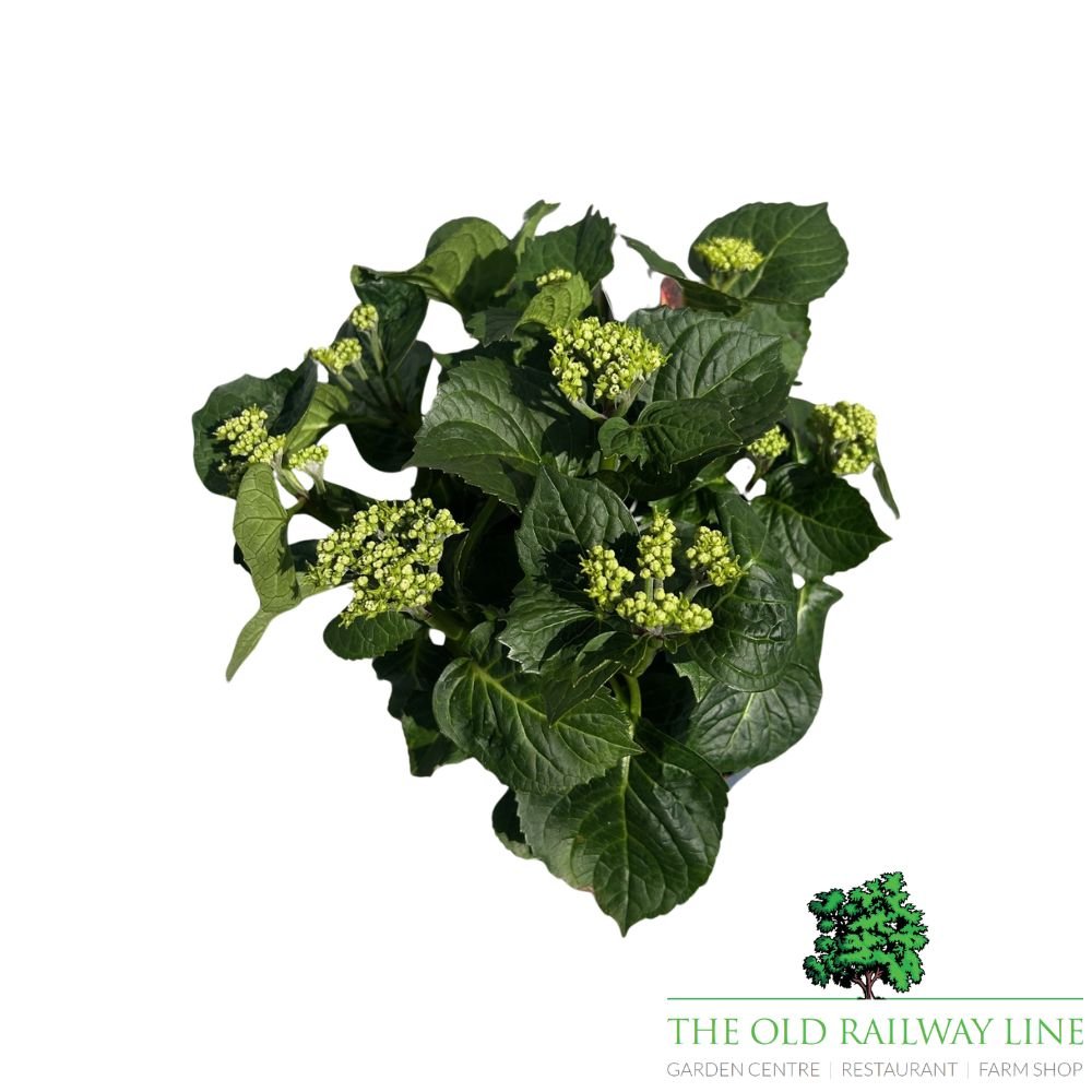 hydrangea macrophylla 'Royalty Artic Circle' Plant - 3.5Ltr - Old Railway Line Garden Centre