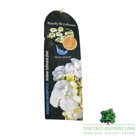 hydrangea macrophylla 'Royalty Artic Circle' Plant - 3.5Ltr - Old Railway Line Garden Centre