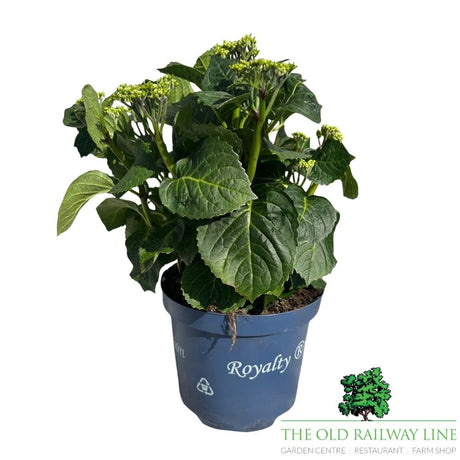 hydrangea macrophylla 'Royalty Artic Circle' Plant - 3.5Ltr - Old Railway Line Garden Centre