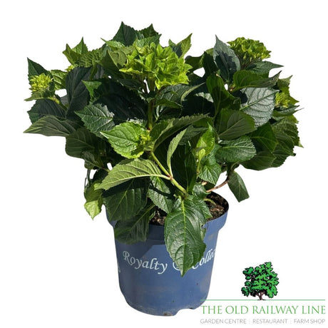 hydrangea macrophylla 'Royalty Lady Mata Mari Pink' Plant - 3.5Ltr Pot - Old Railway Line Garden Centre