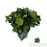 hydrangea macrophylla 'Royalty Lady Mata Mari Pink' Plant - 3.5Ltr Pot - Old Railway Line Garden Centre