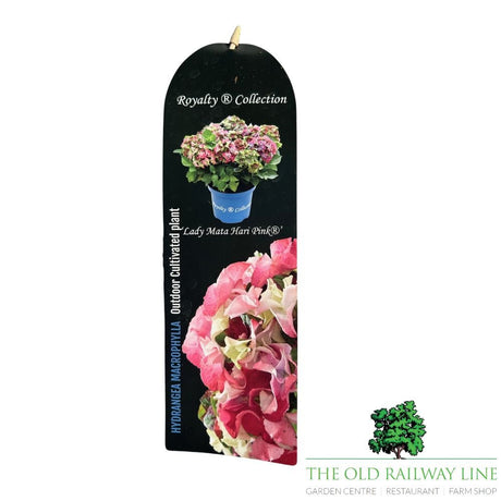 hydrangea macrophylla 'Royalty Lady Mata Mari Pink' Plant - 3.5Ltr Pot - Old Railway Line Garden Centre