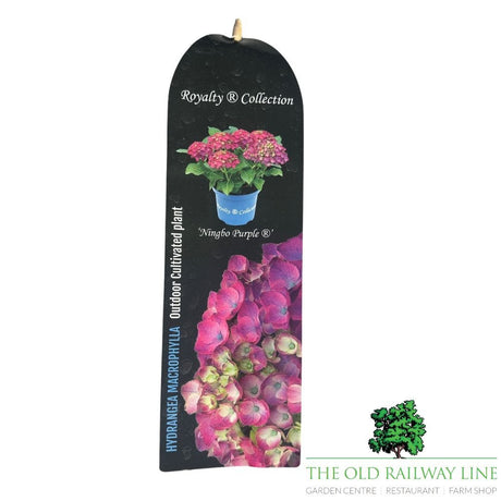 hydrangea macrophylla 'Royalty Ningbi Purple' Plant - 3.5Ltr - Old Railway Line Garden Centre