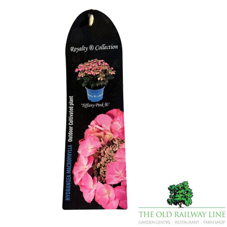 hydrangea macrophylla 'Royalty Tiffany Pink' Plant - 3.5Ltr - Old Railway Line Garden Centre