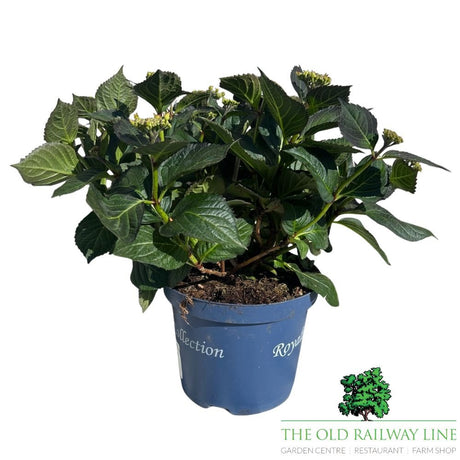 hydrangea macrophylla 'Royalty Tiffany Pink' Plant - 3.5Ltr - Old Railway Line Garden Centre