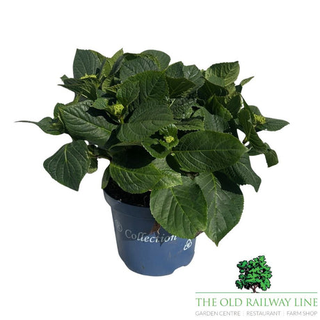 Hydrangea macrophylla Royalty Wizard Plant - 3.5Ltr - Old Railway Line Garden Centre