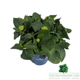 Hydrangea macrophylla Royalty Wizard Plant - 3.5Ltr - Old Railway Line Garden Centre