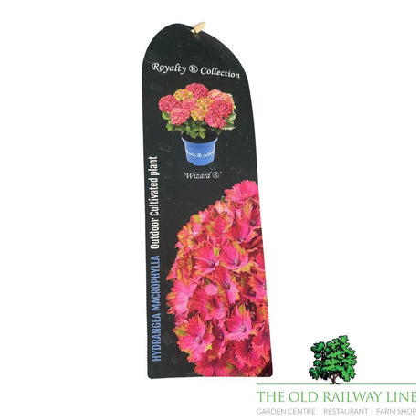 Hydrangea macrophylla Royalty Wizard Plant - 3.5Ltr - Old Railway Line Garden Centre