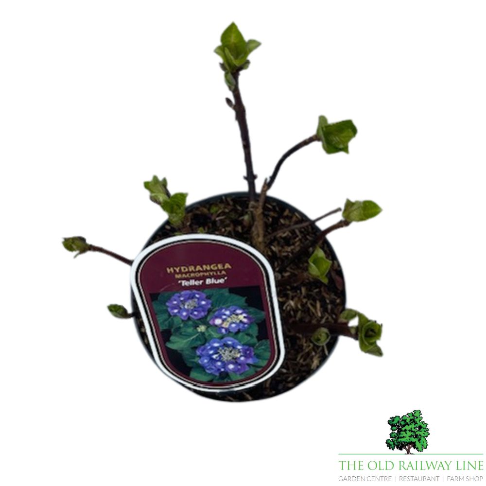 Hydrangea macrophylla 'Teller Blue' Plant - 3Ltr Pot