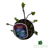 Hydrangea macrophylla 'Teller Blue' Plant - 3Ltr Pot