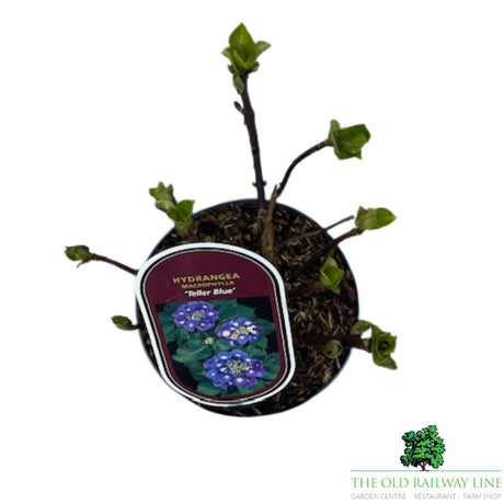 Hydrangea macrophylla 'Teller Blue' Plant - 3Ltr Pot