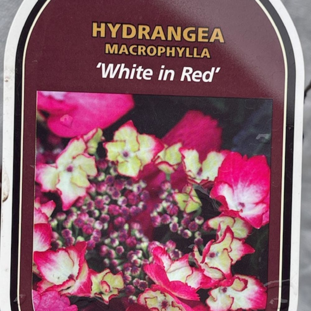 Hydrangea macrophylla 'White in Red' 3Ltr Pot
