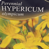Hypericum olympicum 'Grandiflorum' Plant 1Ltr Pot
