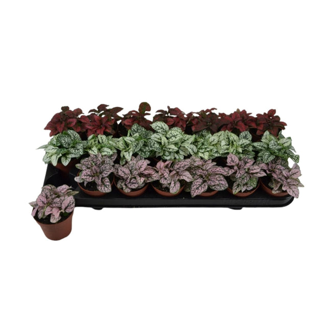 Hypoestes phyllostachya 'Polka Dot Plant' - 8.5cm Pot - (Assorted) - Old Railway Line Garden Centre