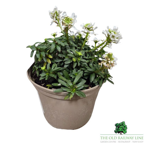 Iberis sempervirens 'Appen-Etz' Candytuft Plant - 1Ltr Pot - Old Railway Line Garden Centre