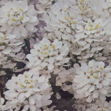 Iberis sempervirens 'Appen-Etz' Candytuft Plant - 1Ltr Pot - Old Railway Line Garden Centre