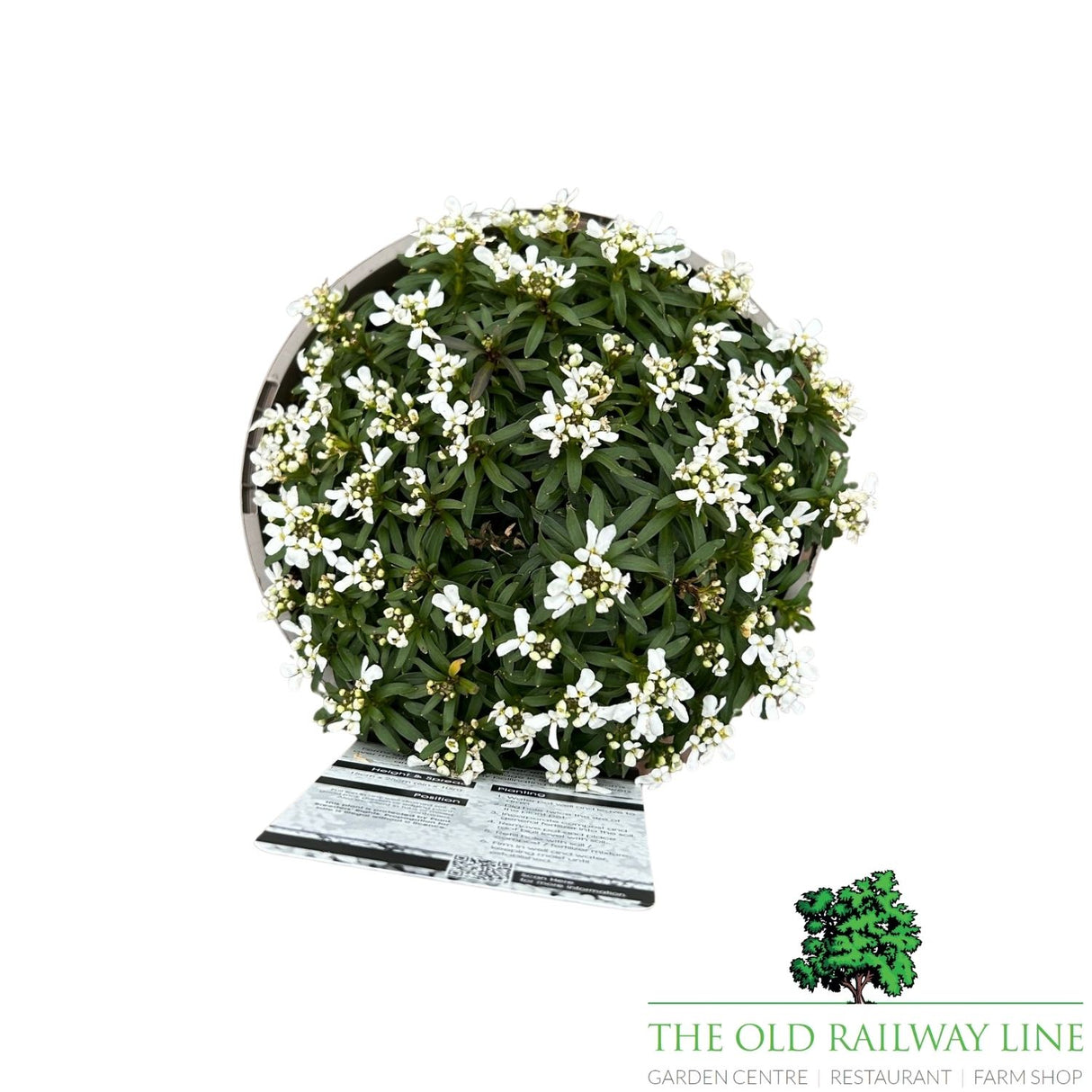 Iberis Snow Cone Mid Plant - 3Ltr Pot