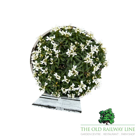Iberis Snow Cone Mid Plant - 3Ltr Pot