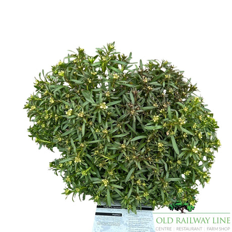 Iberis Snow Cone Early Plant - 3Ltr Pot