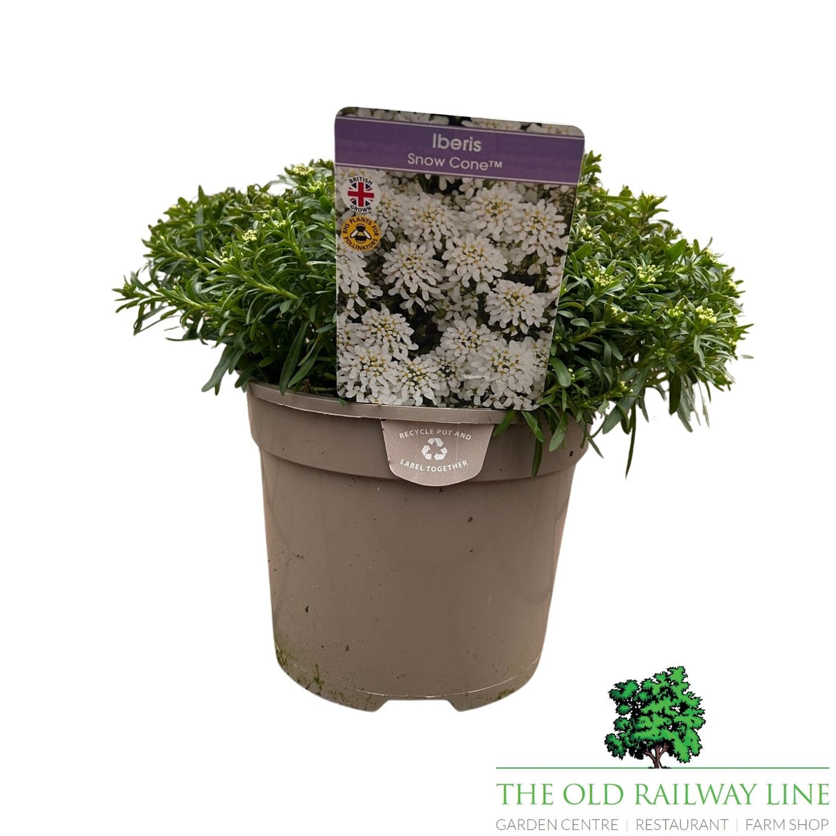 Iberis Snow Cone Early Plant - 3Ltr Pot