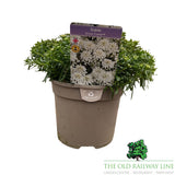 Iberis Snow Cone Early Plant - 3Ltr Pot