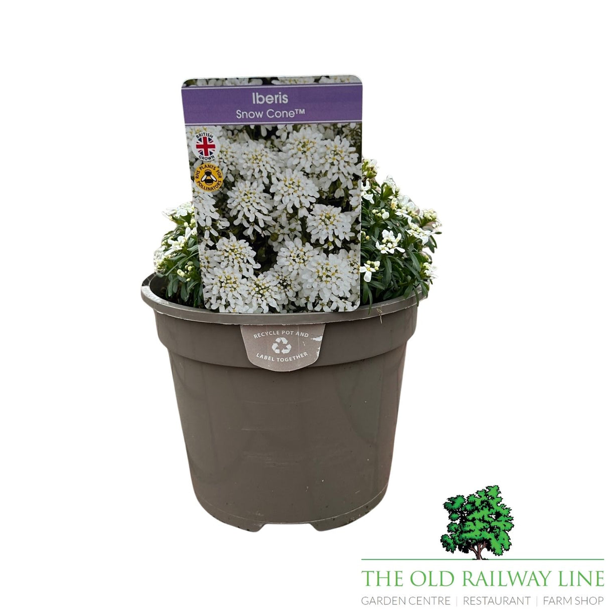 Iberis Snow Cone Mid Plant - 3Ltr Pot
