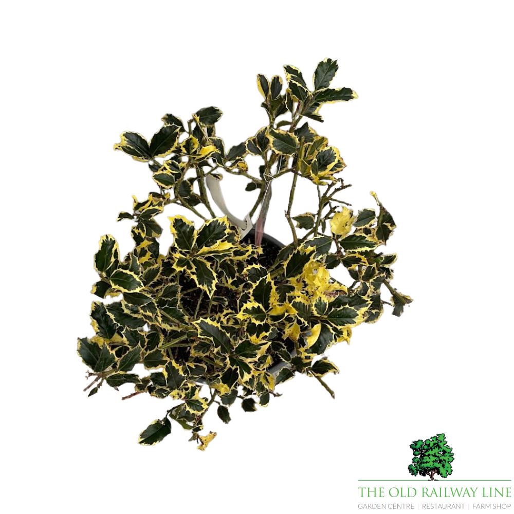Ilex Aquifolium 'Argentea Marginata' Holly - 10Ltr Pot