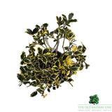 Ilex Aquifolium 'Argentea Marginata' Holly - 10Ltr Pot