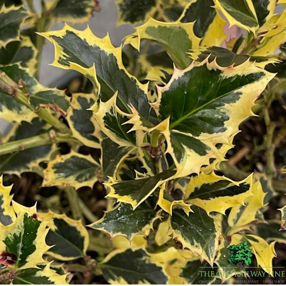 Ilex Aquifolium 'Argentea Marginata' Holly - 10Ltr Pot