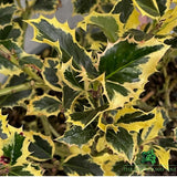 Ilex Aquifolium 'Argentea Marginata' Holly - 10Ltr Pot