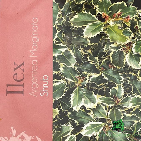 Ilex Aquifolium 'Argentea Marginata' Holly - 10Ltr Pot