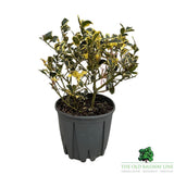 Ilex Aquifolium 'Argentea Marginata' Holly - 10Ltr Pot