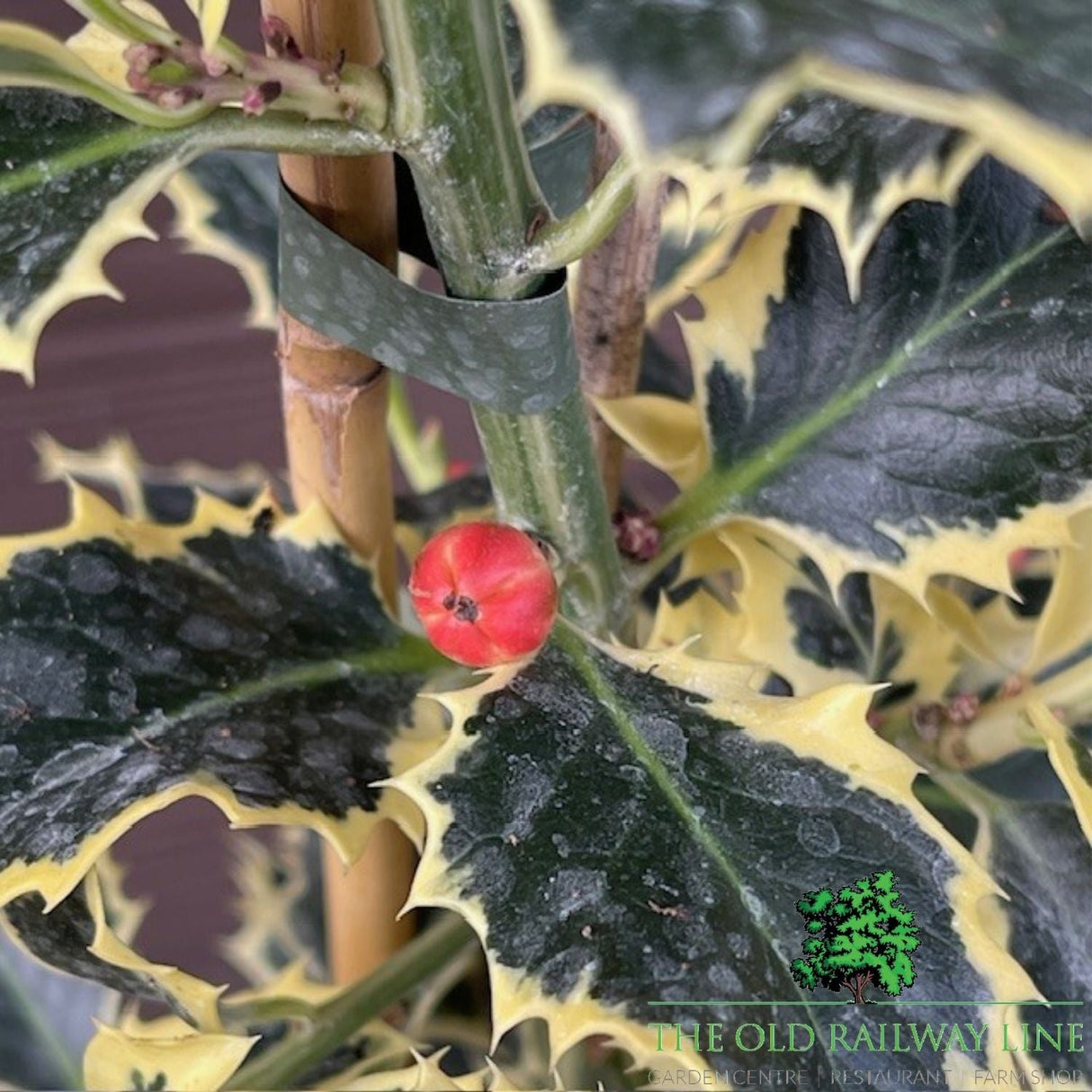 Ilex Argentea Marginata Plant - 3Ltr Pot - Old Railway Line Garden Centre