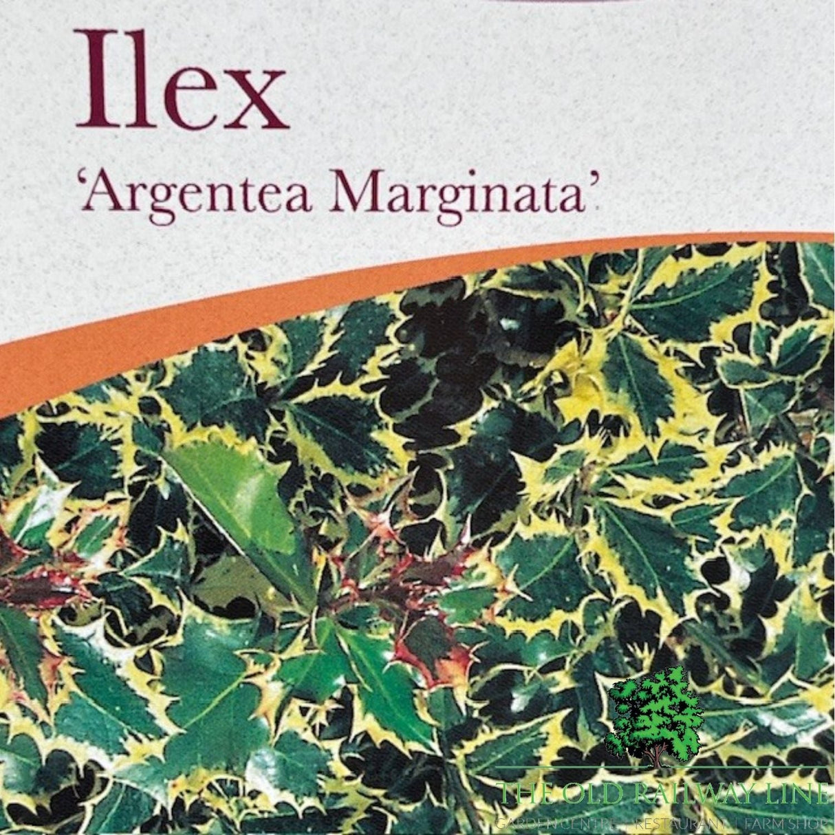 Ilex Argentea Marginata Plant - 3Ltr Pot - Old Railway Line Garden Centre