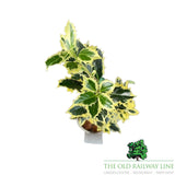 Ilex Argentea Marginata Plant - 3Ltr Pot - Old Railway Line Garden Centre