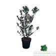 Ilex Blue Maid Plant - 6Ltr Pot - Old Railway Line Garden Centre