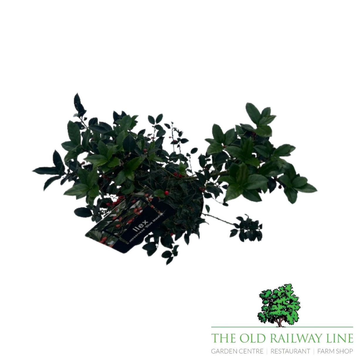Ilex Blue Maid Plant - 6Ltr Pot - Old Railway Line Garden Centre