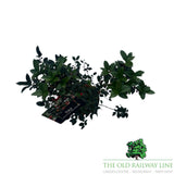 Ilex Blue Maid Plant - 6Ltr Pot - Old Railway Line Garden Centre